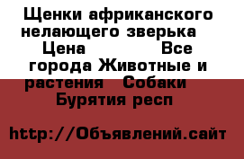 Щенки африканского нелающего зверька  › Цена ­ 35 000 - Все города Животные и растения » Собаки   . Бурятия респ.